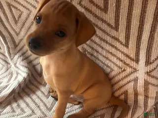 Miniature Pinscher dogs Miniature Pinscher 1 - Ad 1