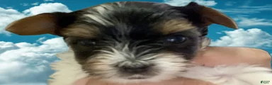 Biewer Terrier Puppy 2