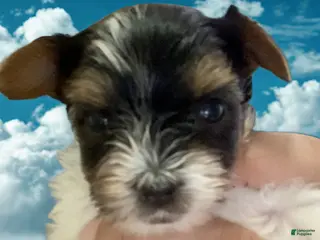 Biewer Terrier dogs for sale: Biewer Terrier Puppy 2 - Ad 2