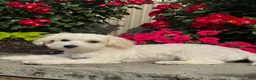 Mixed Breed dogs for sale: Labanon - Ad 7