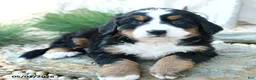 Bernese Mountain Dog dogs for sale: Beautiful Belle - Ad 2