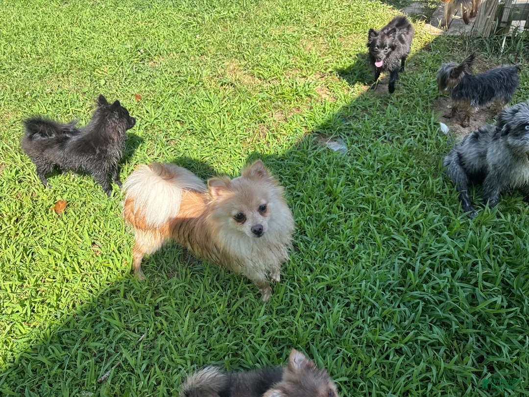 Pomeranian dogs for sale: Tony  - Ad 2