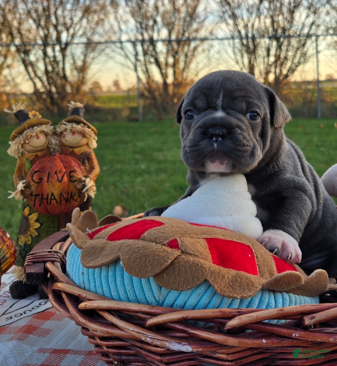 French Bulldog dogs for sale: Grace - Ad 7