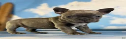 Frenchton dogs for sale: Lorenzo - Ad 6
