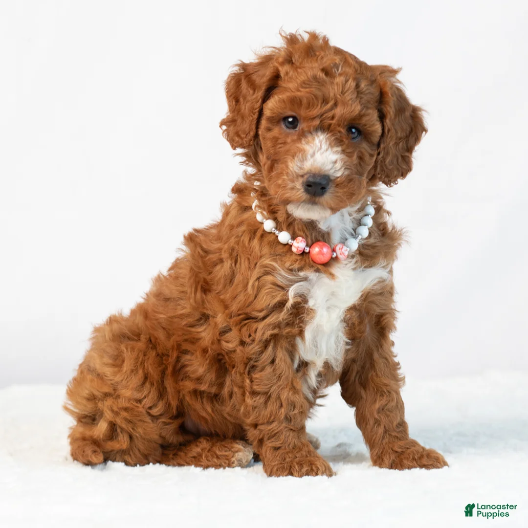 Mini Goldendoodle dogs for sale: Bailey - Ad 1