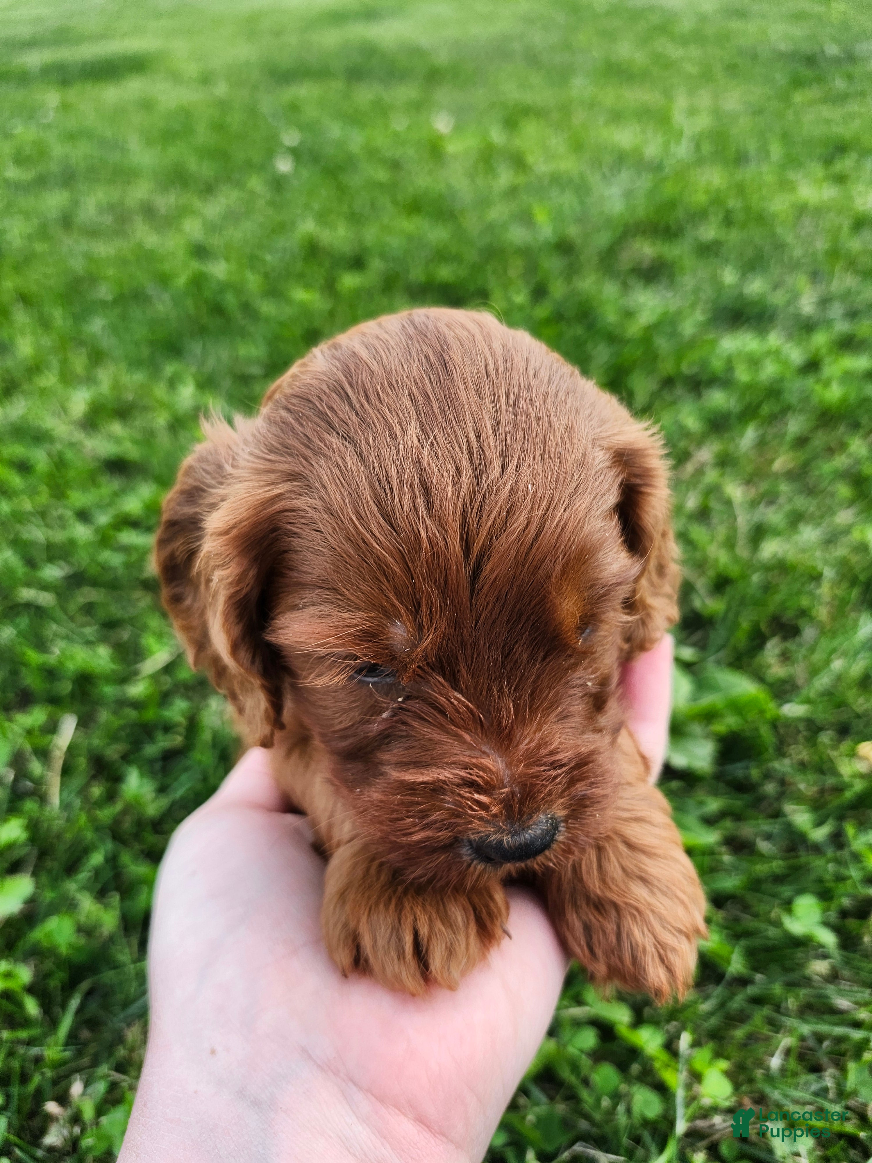Cavapoo dogs Fern  - Ad 2