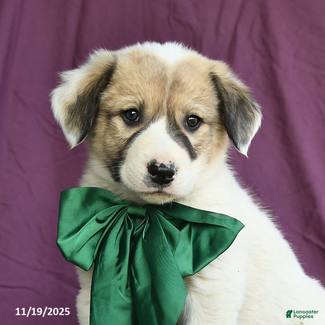 Mixed Breed dogs for sale: Birch - Ad 9