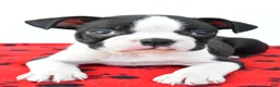 Boston Terrier dogs for sale: Ranger - Ad 7