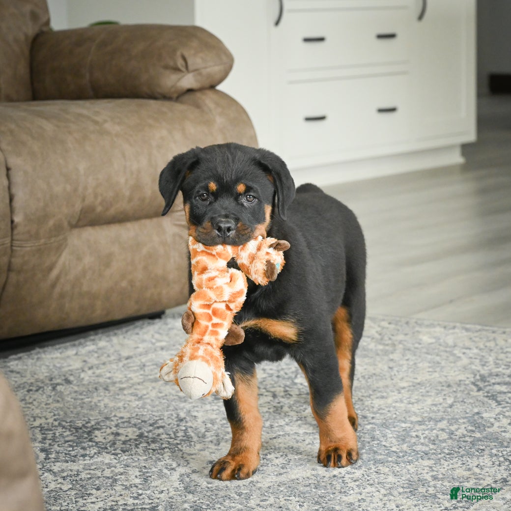 Rottweiler dogs Gracie - Ad 1