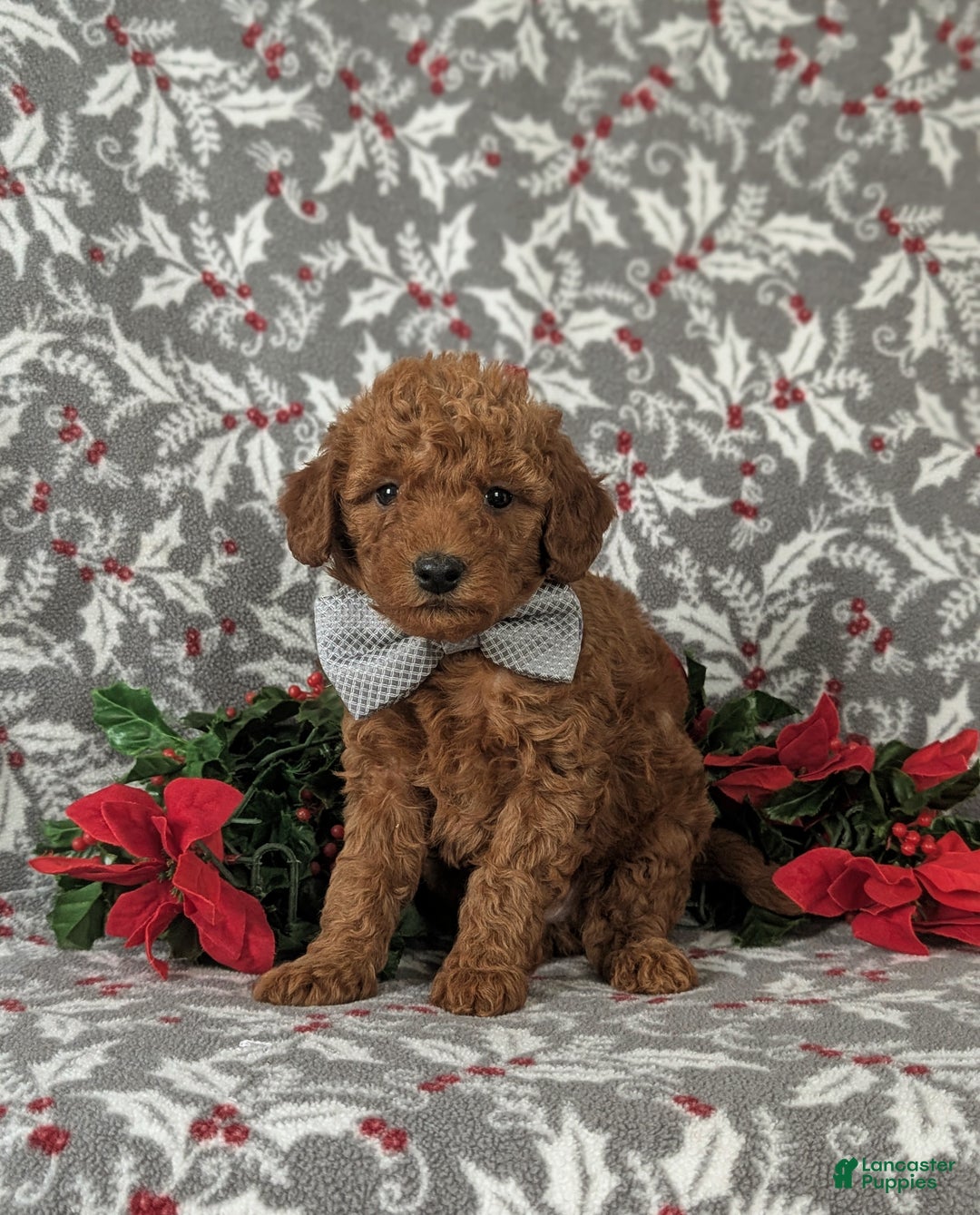 Mixed Breed dogs for sale: Brice Hypoallergenic - Ad 2