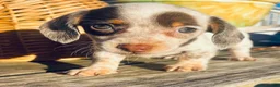 Miniature Dachshund dogs for sale: Miniature Dachshund 1 - Ad 3