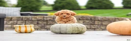 Cavapoo dogs for sale: Cosby - Ad 12