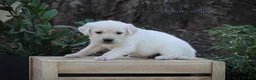 Golden Retriever dogs for sale: Golden Retriever Blue Collar - Ad 1