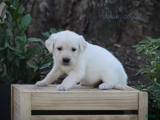 Golden Retriever dogs for sale: Golden Retriever Blue Collar - Ad 4