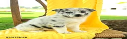 Pomsky dogs for sale: Ruby - Ad 4