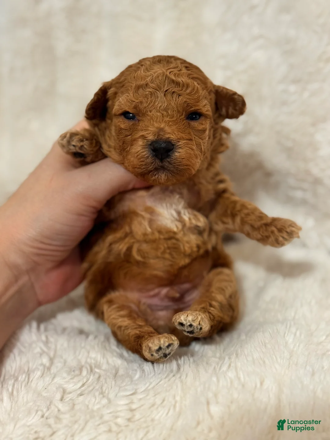 Toy Poodle dogs for sale: Theo  - Ad 4