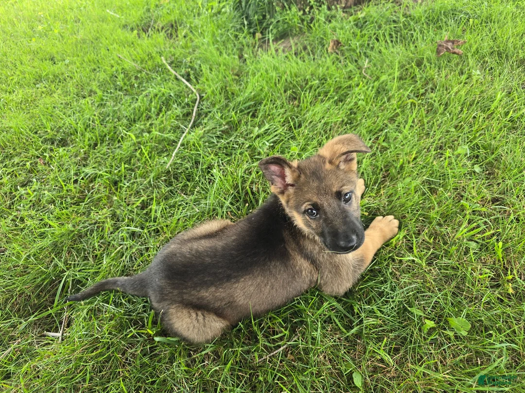 German Shepherd dogs for sale: Girl - Ad 2