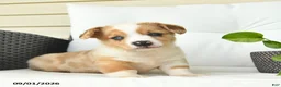 Welsh Corgi Pembroke dogs for sale: Boston  - Ad 2