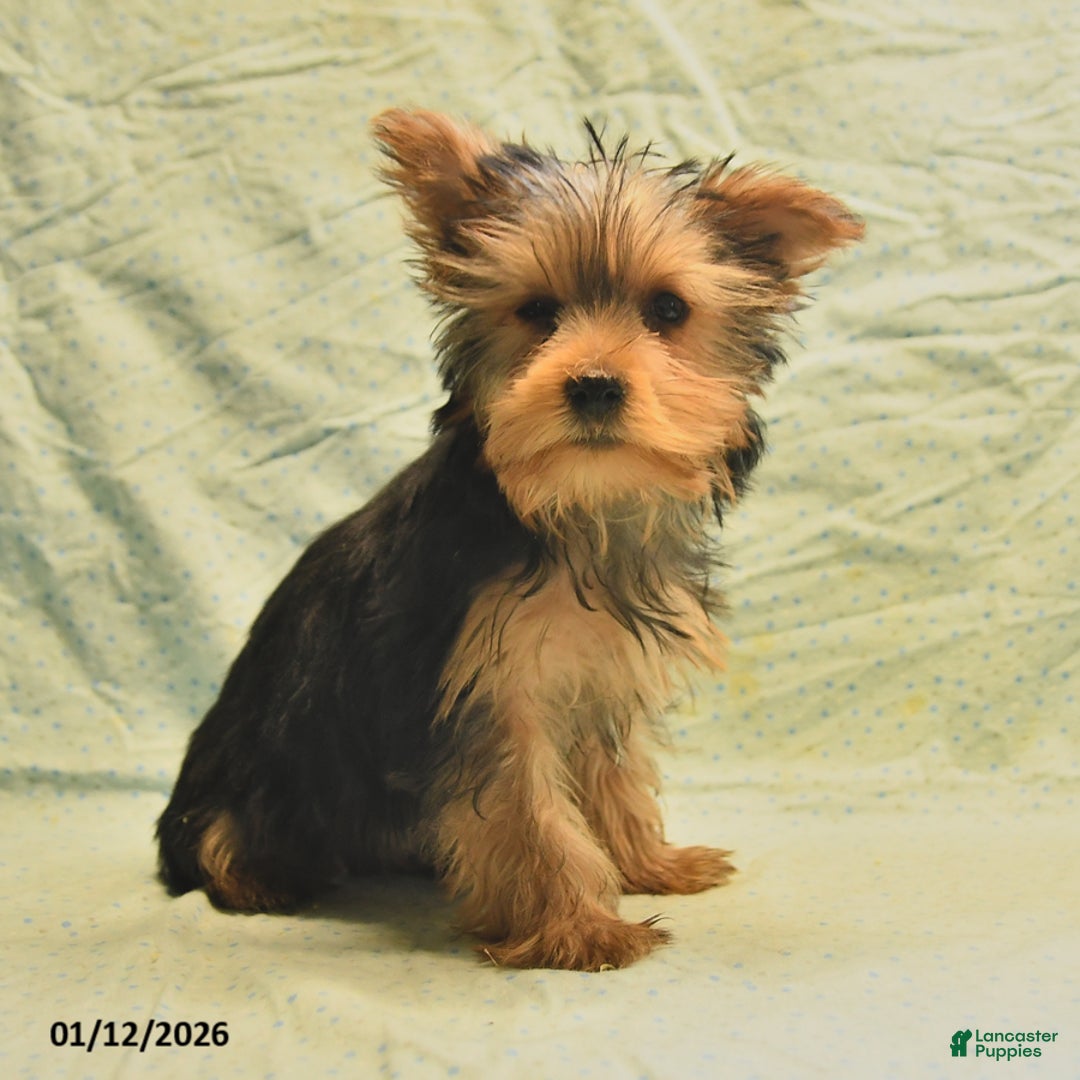 Yorkshire Terrier dogs for sale: Earl - Ad 3
