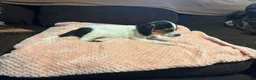Beagle dogs for sale: Beagle 2 - Ad 3