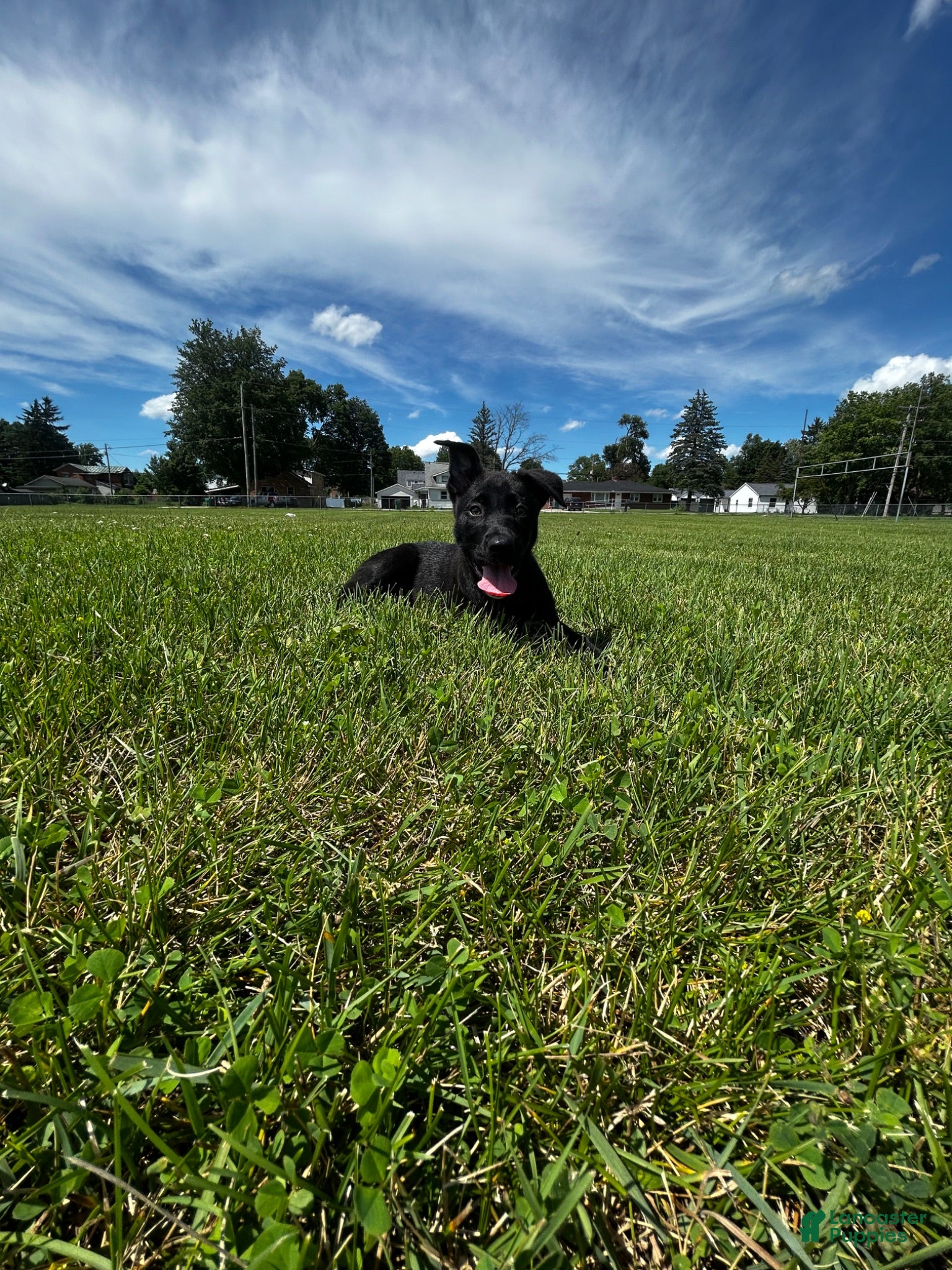 Mixed Breed dogs Dakota - Ad 32