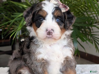 Mini Bernedoodle dogs - Ad 2