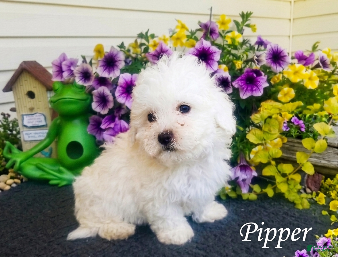 Bichon Frise dogs Bichon Frise Puppy 2 - Ad 5