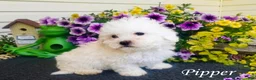 Bichon Frise dogs for sale: Bichon Frise Puppy 2 - Ad 1
