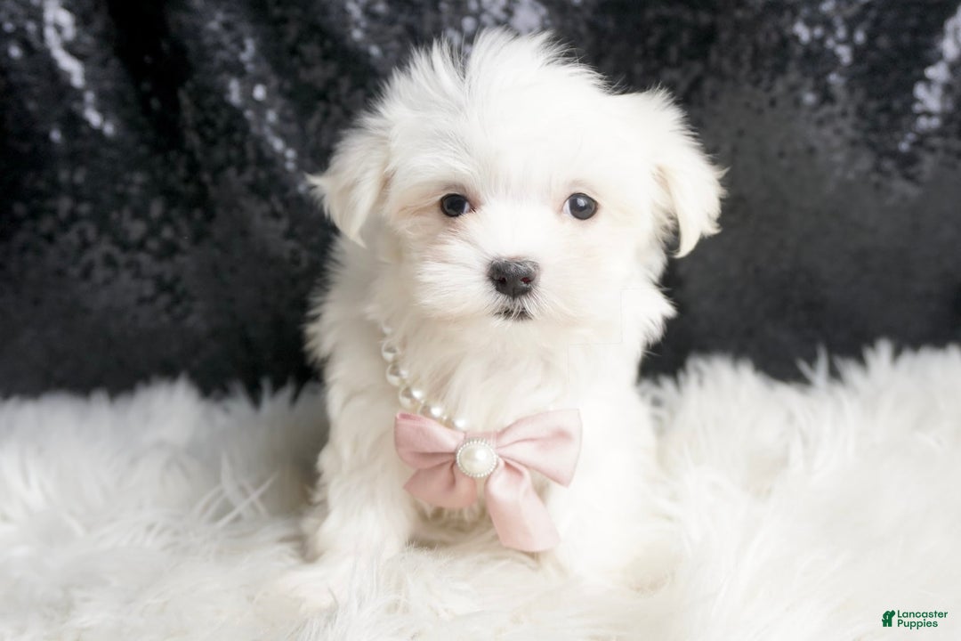 Maltese dogs for sale: Angel - Ad 3