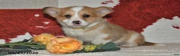 Welsh Corgi Pembroke dogs for sale: Cheri - Ad 10