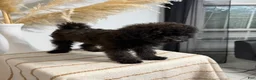 Mini Goldendoodle dogs for sale: Chocolate Girl  - Ad 5