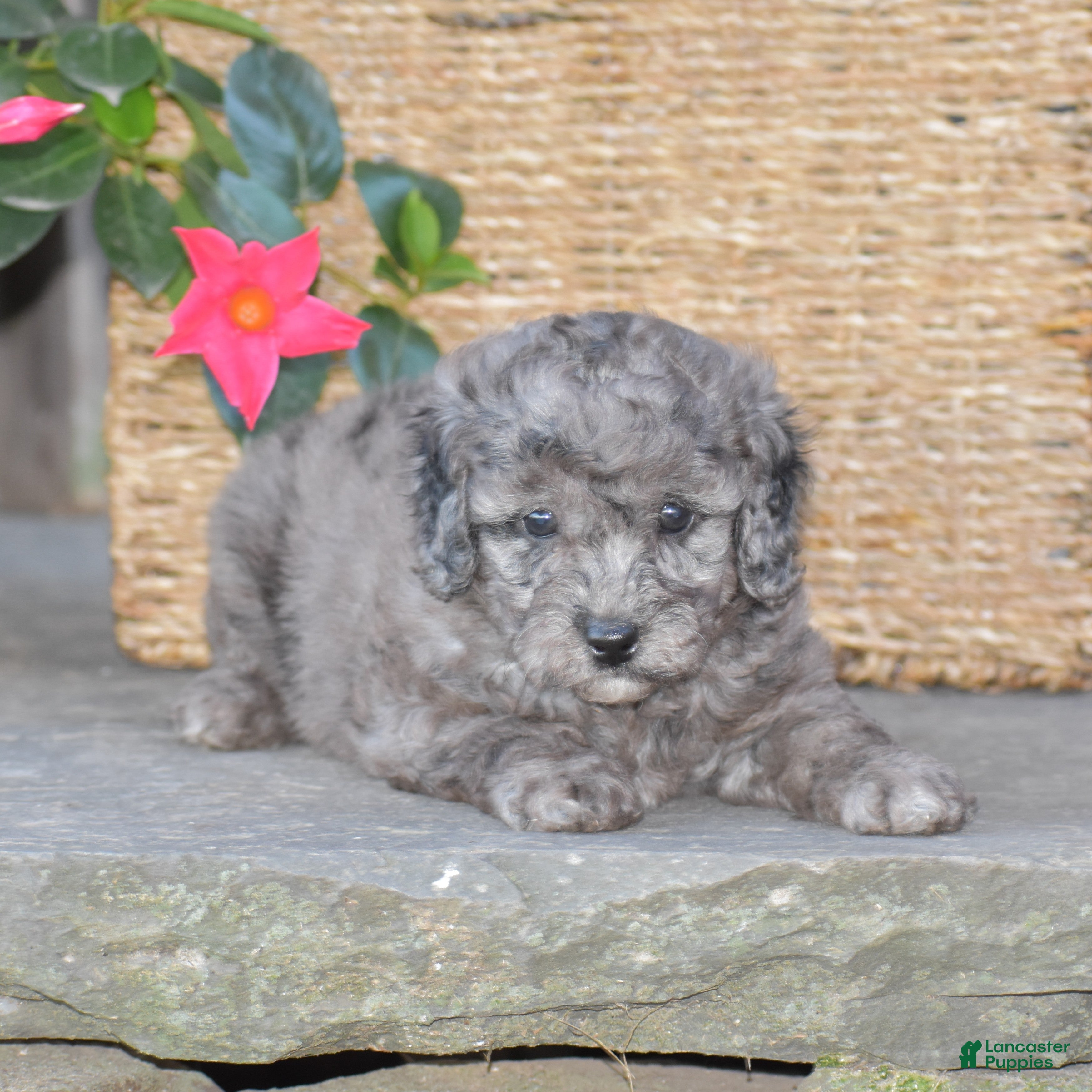 Mini Goldendoodle dogs Honey - Ad 2