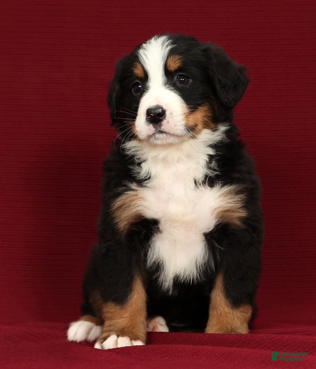 Bernese Mountain Dog dogs for sale: Buddy - Ad 9