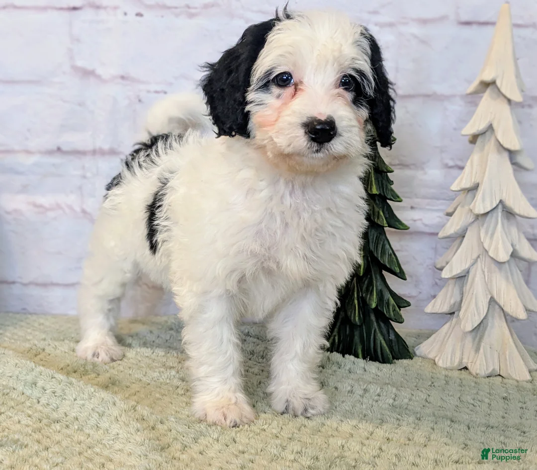 Mixed Breed dogs for sale: RoxAnn  - Ad 2