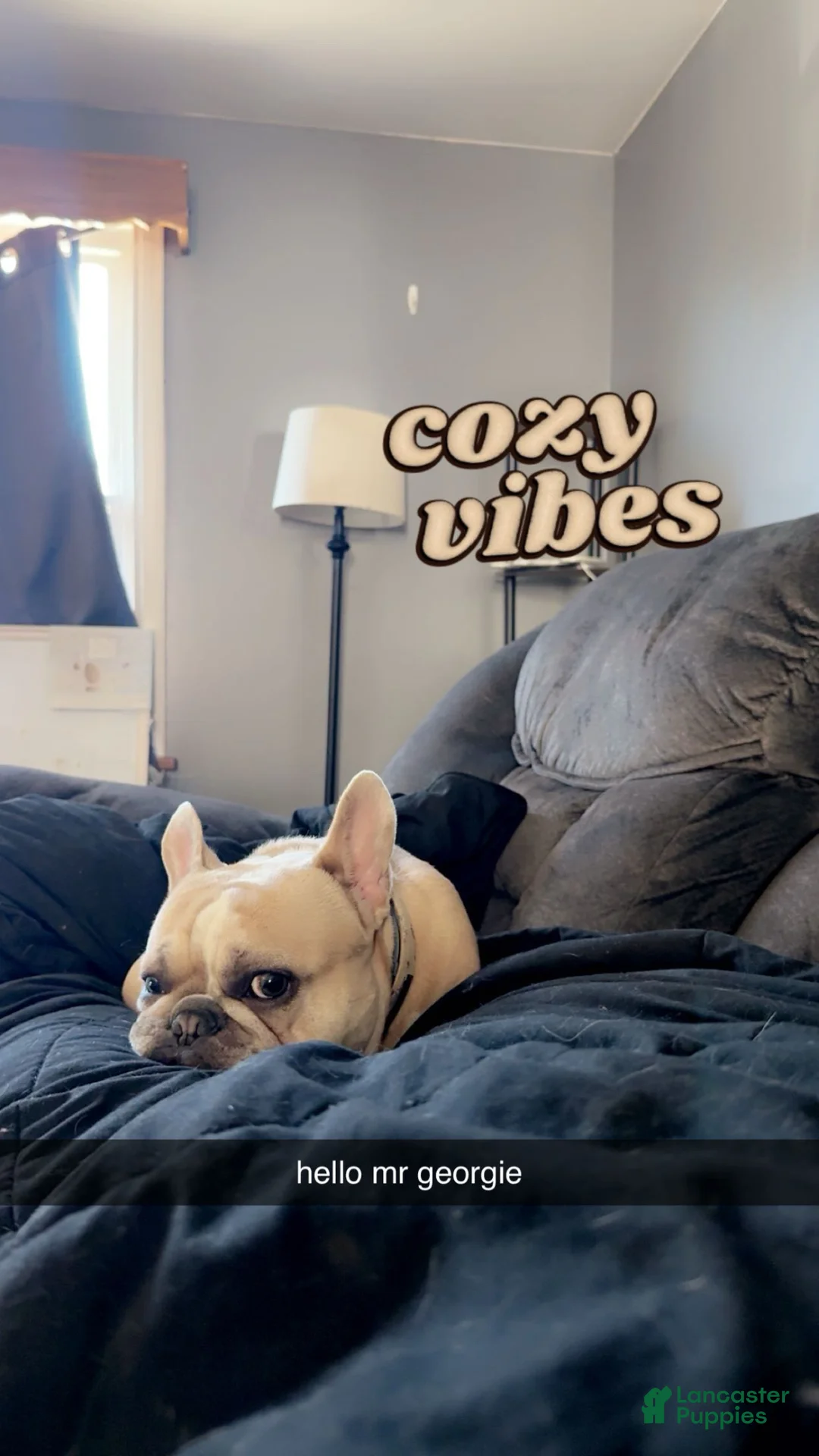 French Bulldog dogs for stud: georgie  - Ad 2