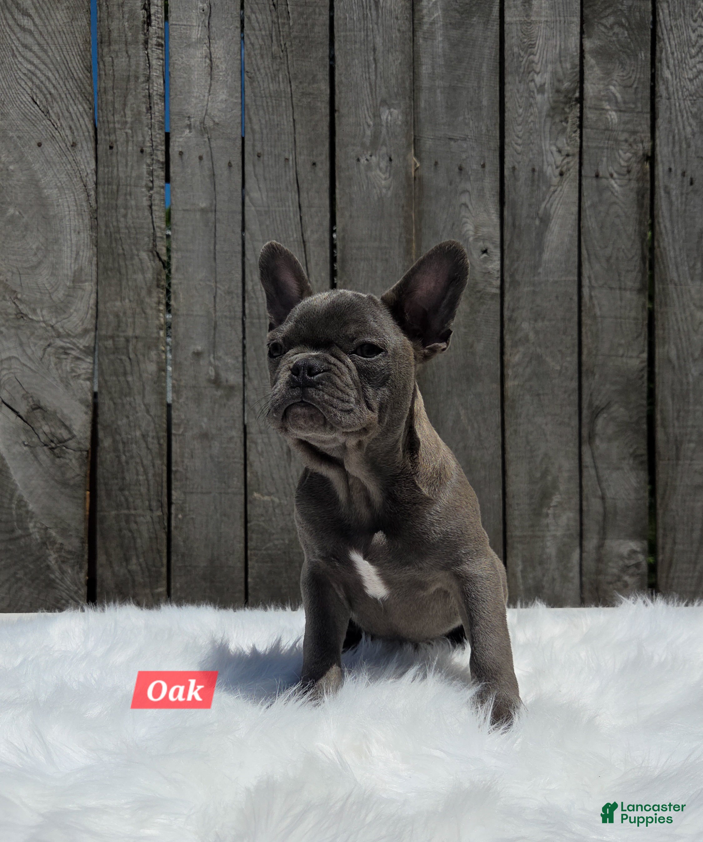 Mixed Breed dogs for sale: Oak - Ad 3