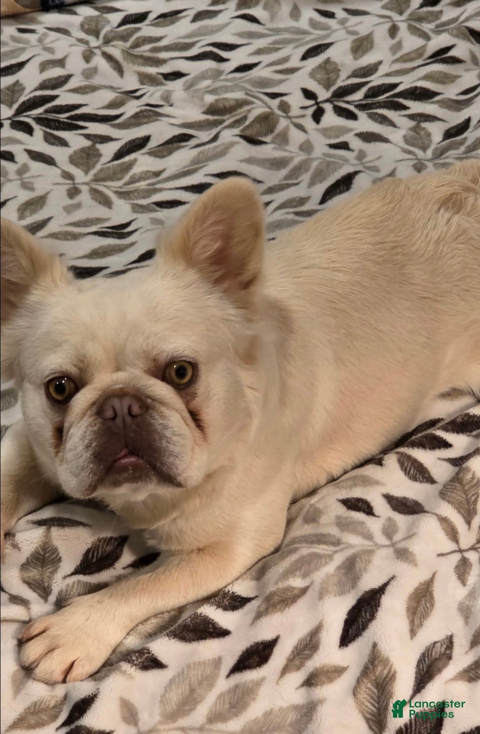 French Bulldog dogs French Bulldog Puppy 2 - Ad 2