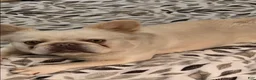 French Bulldog dogs for sale: French Bulldog Puppy 3 - Ad 4