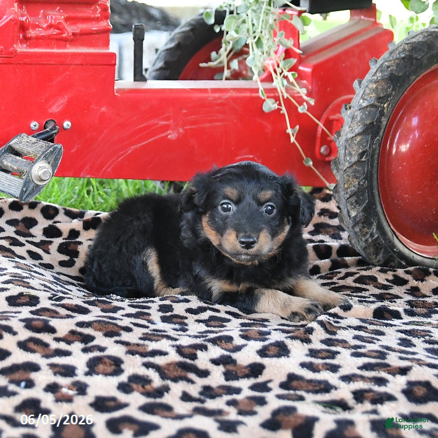 Pomapoo dogs Ollie - Ad 2
