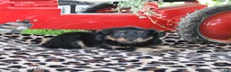 Pomapoo dogs for sale: Ollie - Ad 2