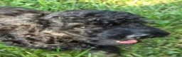 Miniature Poodle dogs for sale: Spruce - Ad 6