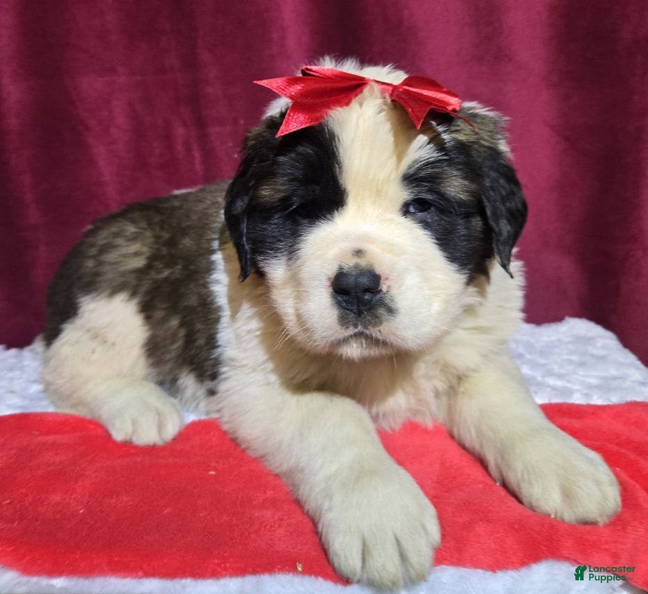 Saint Bernard dogs Fuzzy Freddy - Ad 26