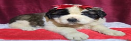 Saint Bernard dogs for sale: Fuzzy Freddy - Ad 1