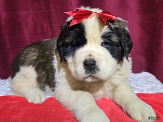 Saint Bernard dogs Fuzzy Freddy - Ad 26