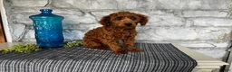 Toy Poodle dogs for sale: Jordan - Ad 1