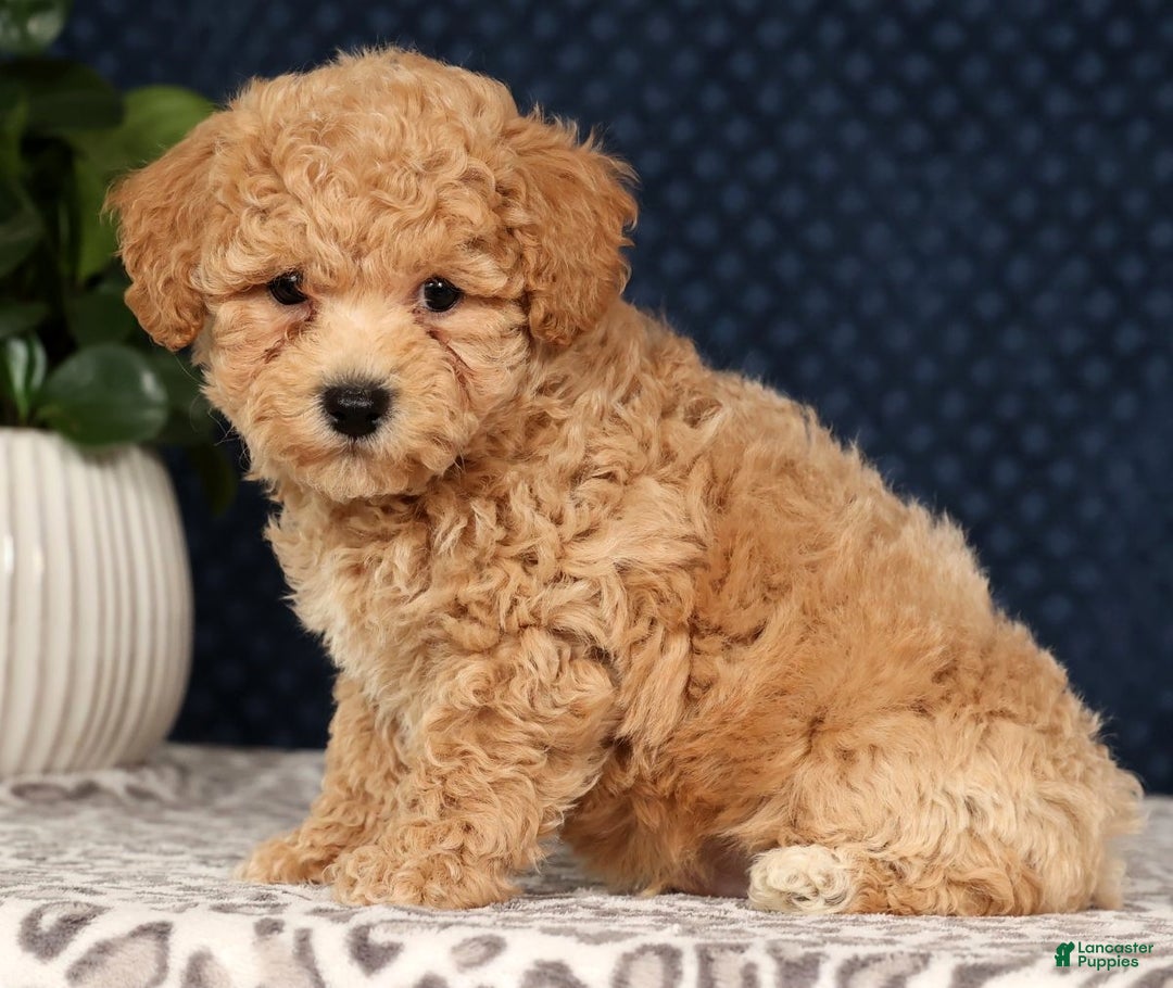 Bichpoo dogs for sale: Ringo - Ad 8