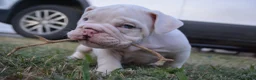English Bulldog dogs for sale: Ghost - Ad 3