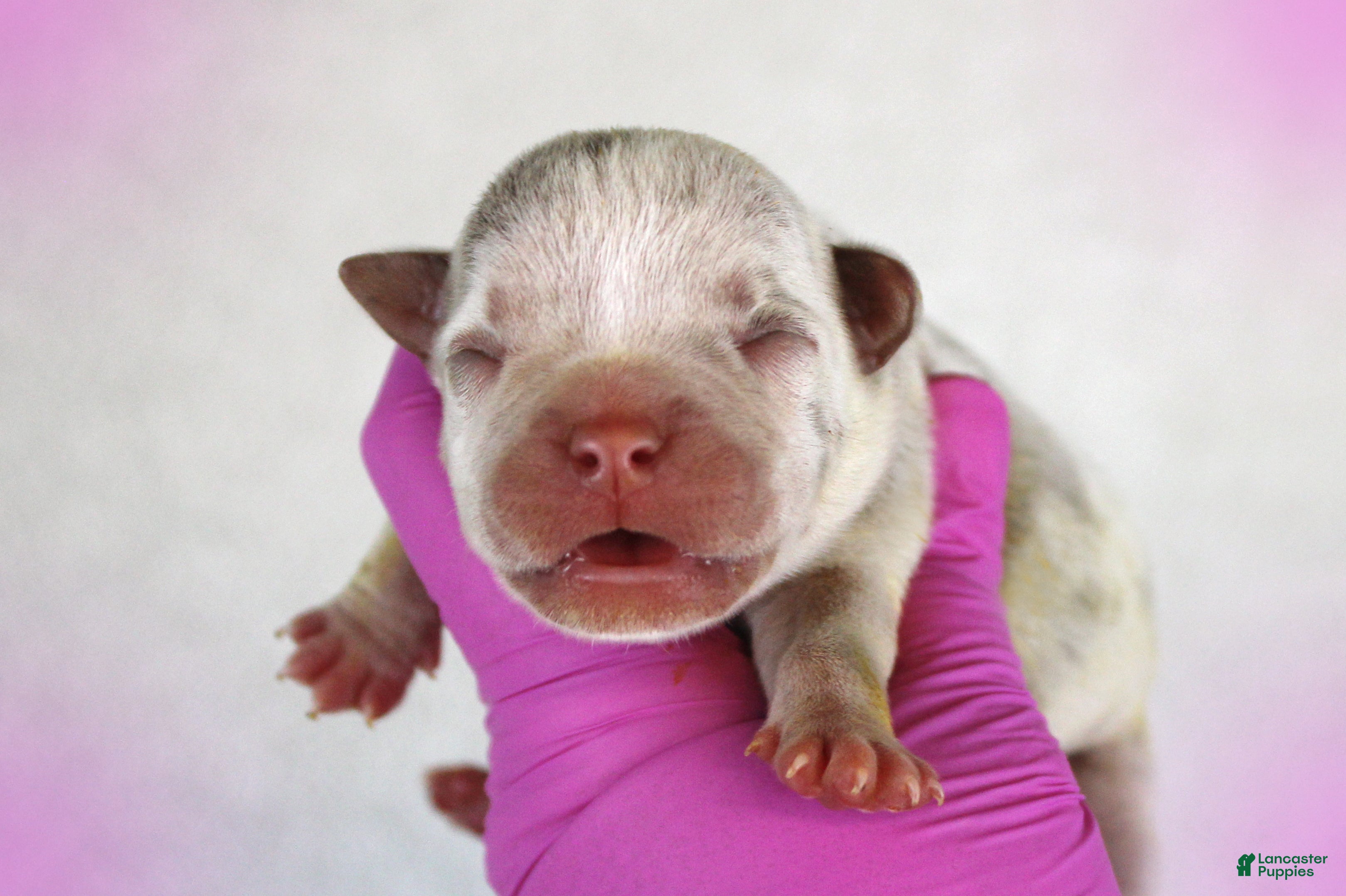 American Bully dogs Lilac Merle Female - Ad 2
