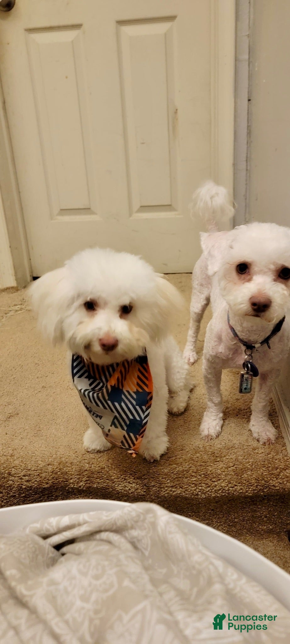 Bichon Frise dogs luna - Ad 2