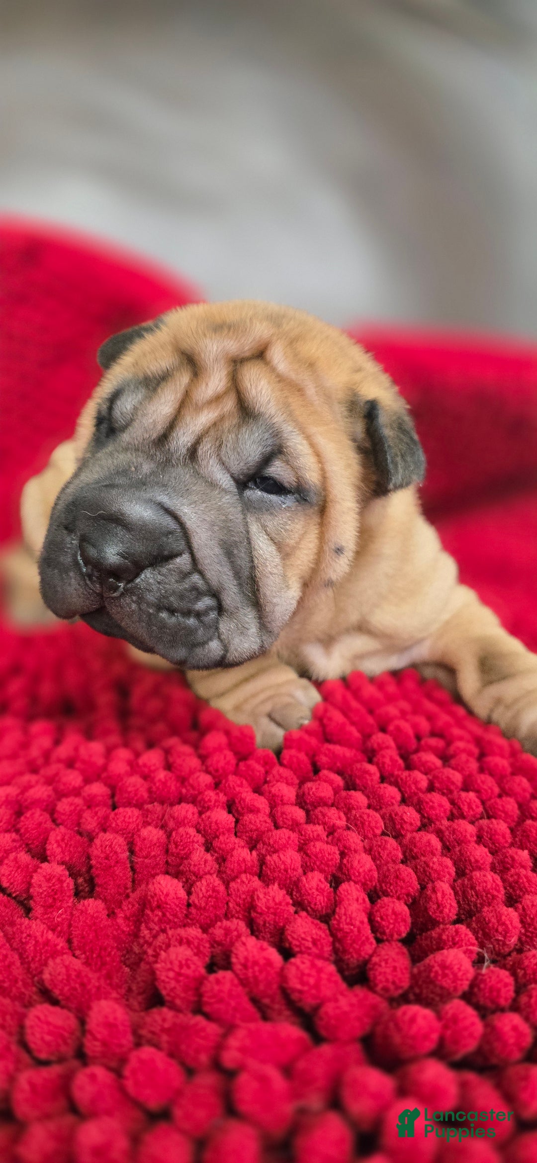 Shar Pei dogs for sale: Grub - Ad 1